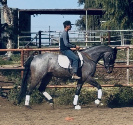 HorseID: 2308545 Ashy - PhotoID: 1092707