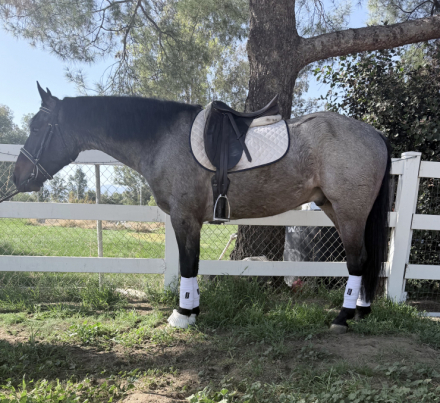 HorseID: 2308545 Ashy - PhotoID: 1092708