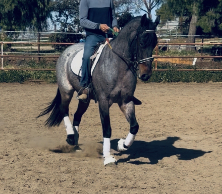 HorseID: 2308545 Ashy - PhotoID: 1092709