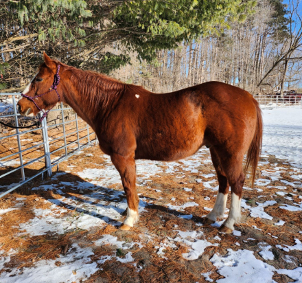 HorseID: 2308547 Vegas - PhotoID: 1092710