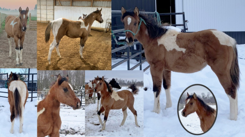 HorseID: 2308548 RRR TRU DUN IT DIXIE - PhotoID: 1092759