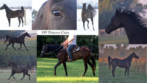 HorseID: 2308550 SW PRINCESS CIARA - PhotoID: 1092760