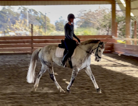 HorseID: 2308552 Lochdown Cruise - PhotoID: 1092711