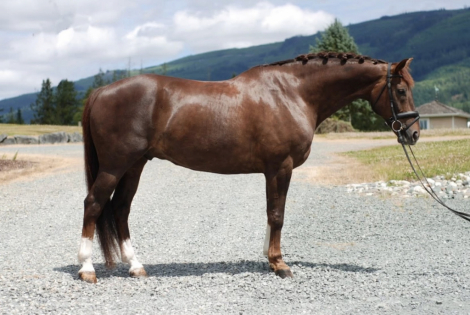 HorseID: 2308555 Joytango B - PhotoID: 1092712