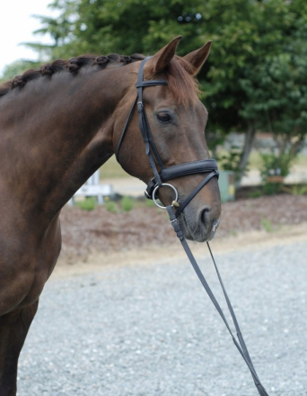 HorseID: 2308555 Joytango B - PhotoID: 1092713