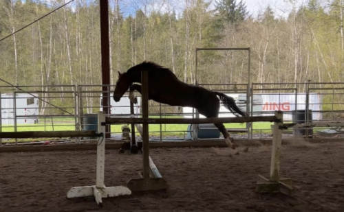 HorseID: 2308555 Joytango B - PhotoID: 1092714