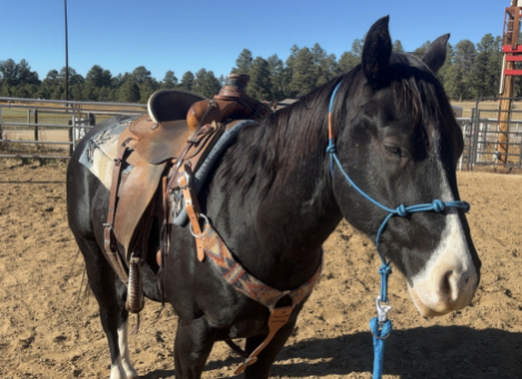 HorseID: 2308557 Smokin Hot In Hollywood - PhotoID: 1092718