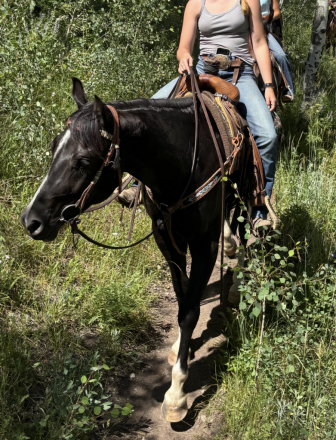 HorseID: 2308557 Smokin Hot In Hollywood - PhotoID: 1092719