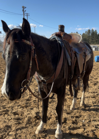 HorseID: 2308557 Smokin Hot In Hollywood - PhotoID: 1092720