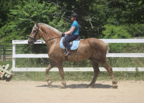 HorseID: 2308558 Duncan - PhotoID: 1092724