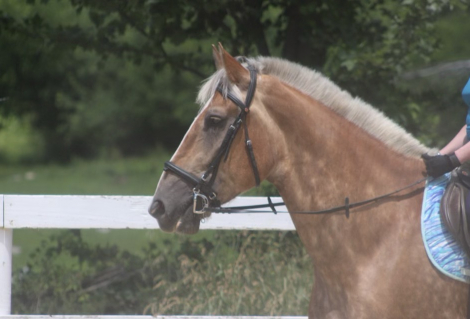 HorseID: 2308558 Duncan - PhotoID: 1092725