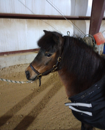 HorseID: 2308558 Duncan - PhotoID: 1092726