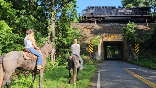 HorseID: 2308563 Felix Fox Hunted Gun Safe Lots of videos Vetted - PhotoID: 1092729