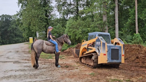 HorseID: 2308563 Felix Fox Hunted Gun Safe Lots of videos Vetted - PhotoID: 1092730