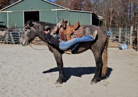 HorseID: 2308563 Felix Fox Hunted Gun Safe Lots of videos Vetted - PhotoID: 1092732