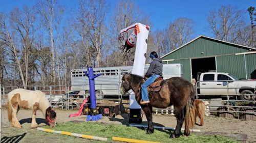 HorseID: 2308563 Felix Fox Hunted Gun Safe Lots of videos Vetted - PhotoID: 1092734