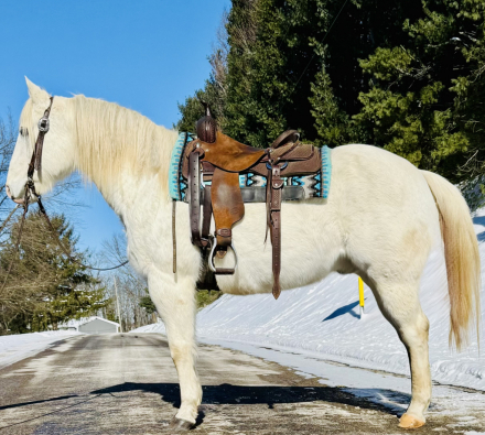 HorseID: 2308564 Cowboy - PhotoID: 1092735