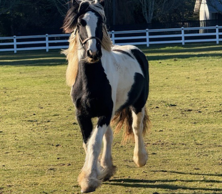 HorseID: 2308566 Red Twig Littlle Big Starburst - PhotoID: 1092736