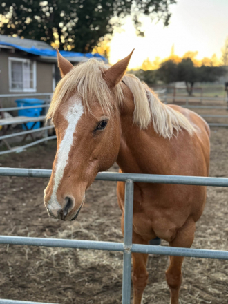 HorseID: 2308567 Kids Honeymoon - PhotoID: 1092737