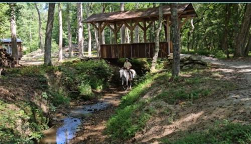 HorseID: 2308569 Artic Fox.  Lots of video and vet check available - PhotoID: 1092742