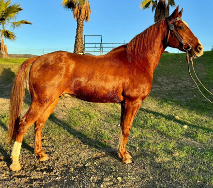 HorseID: 2308570 Red - PhotoID: 1092750