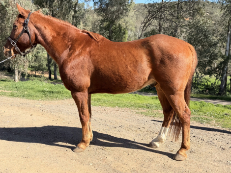 HorseID: 2308570 Red - PhotoID: 1092751