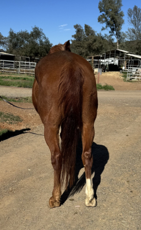 HorseID: 2308570 Red - PhotoID: 1092752