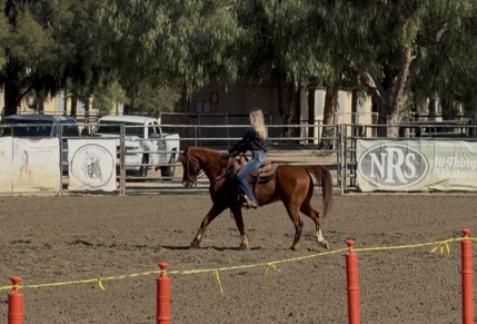 HorseID: 2308570 Red - PhotoID: 1092754