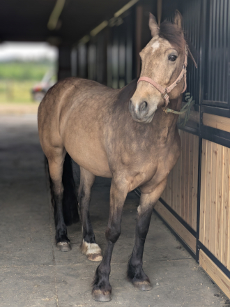 HorseID: 2308571 Solid Oak - PhotoID: 1093298