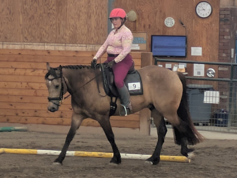 HorseID: 2308571 Solid Oak - PhotoID: 1093300