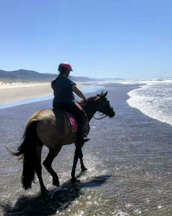 HorseID: 2308571 Solid Oak - PhotoID: 1093301