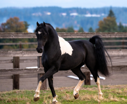 HorseID: 2308574 SK Red Hot Chili Pepper - PhotoID: 1092816