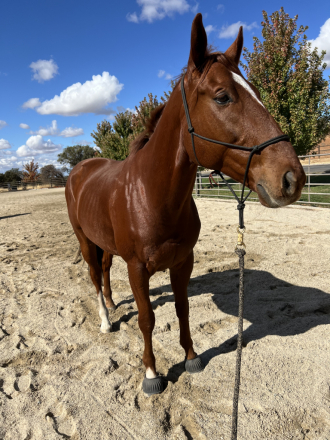 HorseID: 2308575 Mr Botanicals - PhotoID: 1092765