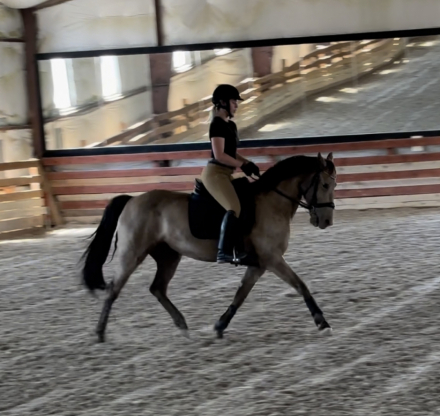 HorseID: 2308576 RR EMBER KNIGHT - PhotoID: 1092767