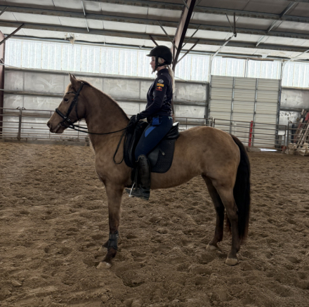 HorseID: 2308576 RR EMBER KNIGHT - PhotoID: 1092768