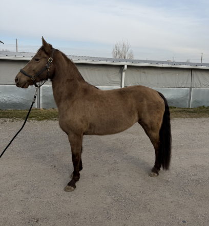 HorseID: 2308576 RR EMBER KNIGHT - PhotoID: 1092769