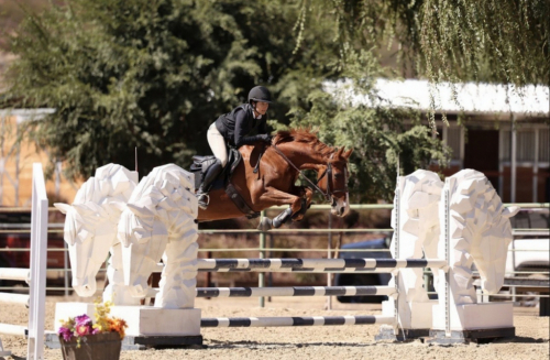 HorseID: 2308581 Top Cartoon - PhotoID: 1092772