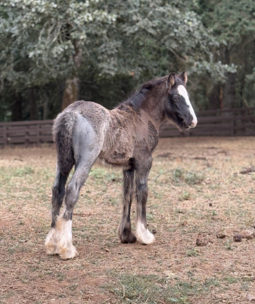 HorseID: 2308585 Kohls Blue Bee - PhotoID: 1092774