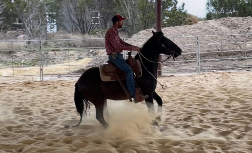 HorseID: 2308590 Clark - PhotoID: 1093043