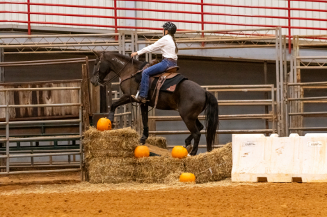 HorseID: 2308590 Clark - PhotoID: 1093044