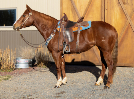 HorseID: 2308592 Two Shining Pennys - PhotoID: 1092776