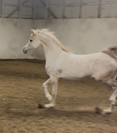 HorseID: 2308595 La Vie En Roze - PhotoID: 1092787