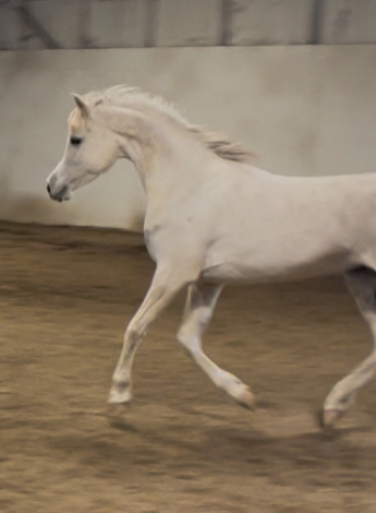 HorseID: 2308595 La Vie En Roze - PhotoID: 1092788