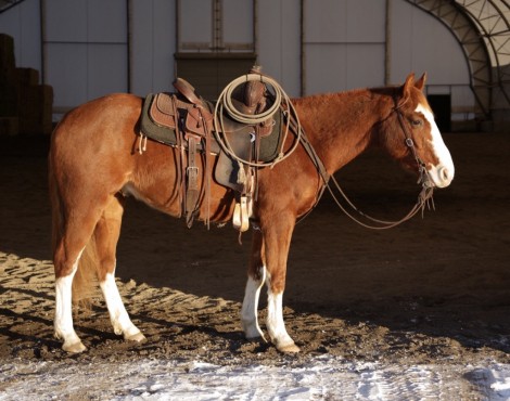 HorseID: 2308600 Speeder - PhotoID: 1092827