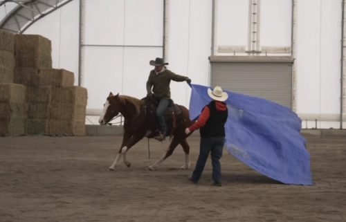 HorseID: 2308600 Speeder - PhotoID: 1092828