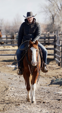 HorseID: 2308600 Speeder - PhotoID: 1092829