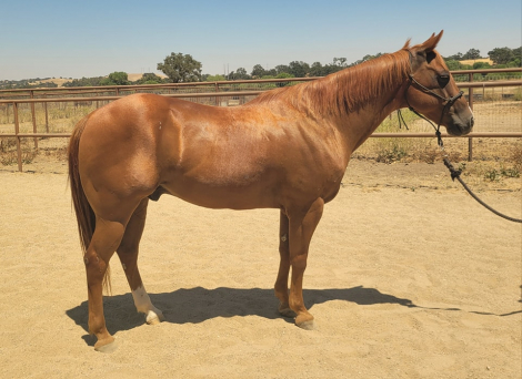 HorseID: 2308602 Stetson - PhotoID: 1092799