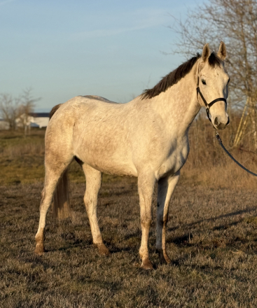 HorseID: 2308603 Green Bank - PhotoID: 1092883