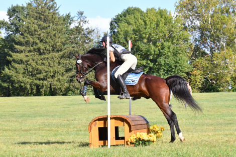 HorseID: 2308604 Ruh Roh - PhotoID: 1092800