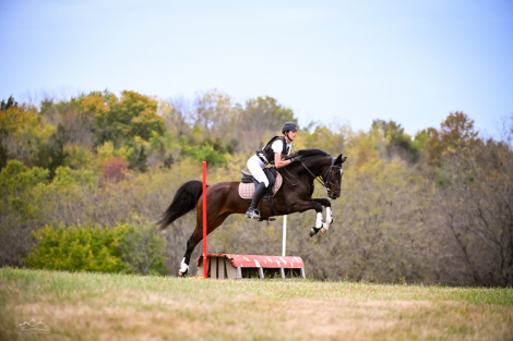 HorseID: 2308604 Ruh Roh - PhotoID: 1092802